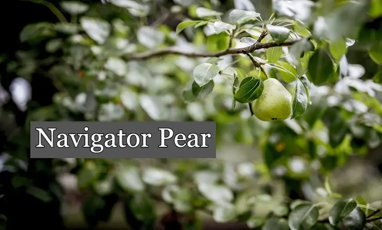 Navigator Pear