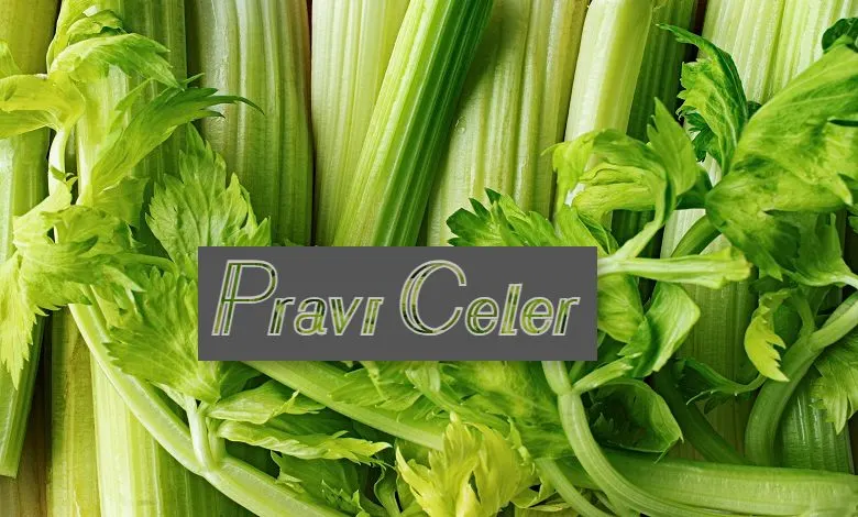 Pravi Celer