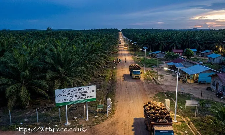Oil Palm Lamp Project Existing